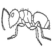 Ant Coloring 10