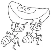 Ant Coloring 13