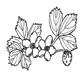 Flower Coloring Page 4